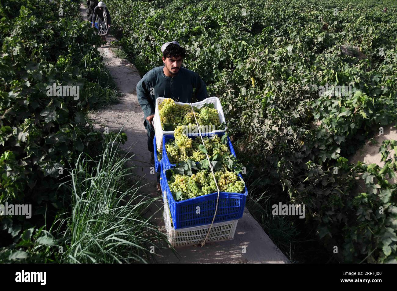 220702 -- KANDAHAR, 2 luglio 2022 -- Un agricoltore lavora in un vigneto nel distretto di Zhari nella provincia di Kandahar, Afghanistan meridionale, 2 luglio 2022. Secondo i funzionari locali, circa 250.000 tonnellate di uva sarebbero raccolte da frutteti su 20.500 ettari di terreno nella provincia di Kandahar, Afghanistan. Foto di /Xinhua AFGHANISTAN-KANDAHAR-VENDEMMIA SANAULLAHXSEIAM PUBLICATIONxNOTxINxCHN Foto Stock