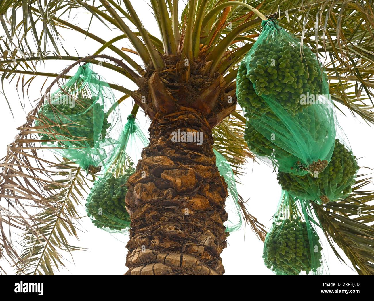 220702 -- KUWAIT, 2 luglio 2022 -- foto scattata il 2 luglio 2022 mostra date appese ad un albero a Kuwait City, Kuwait. Foto di /Xinhua KUWAIT-KUWAIT CITY-DATE SEASON Asad PUBLICATIONxNOTxINxCHN Foto Stock