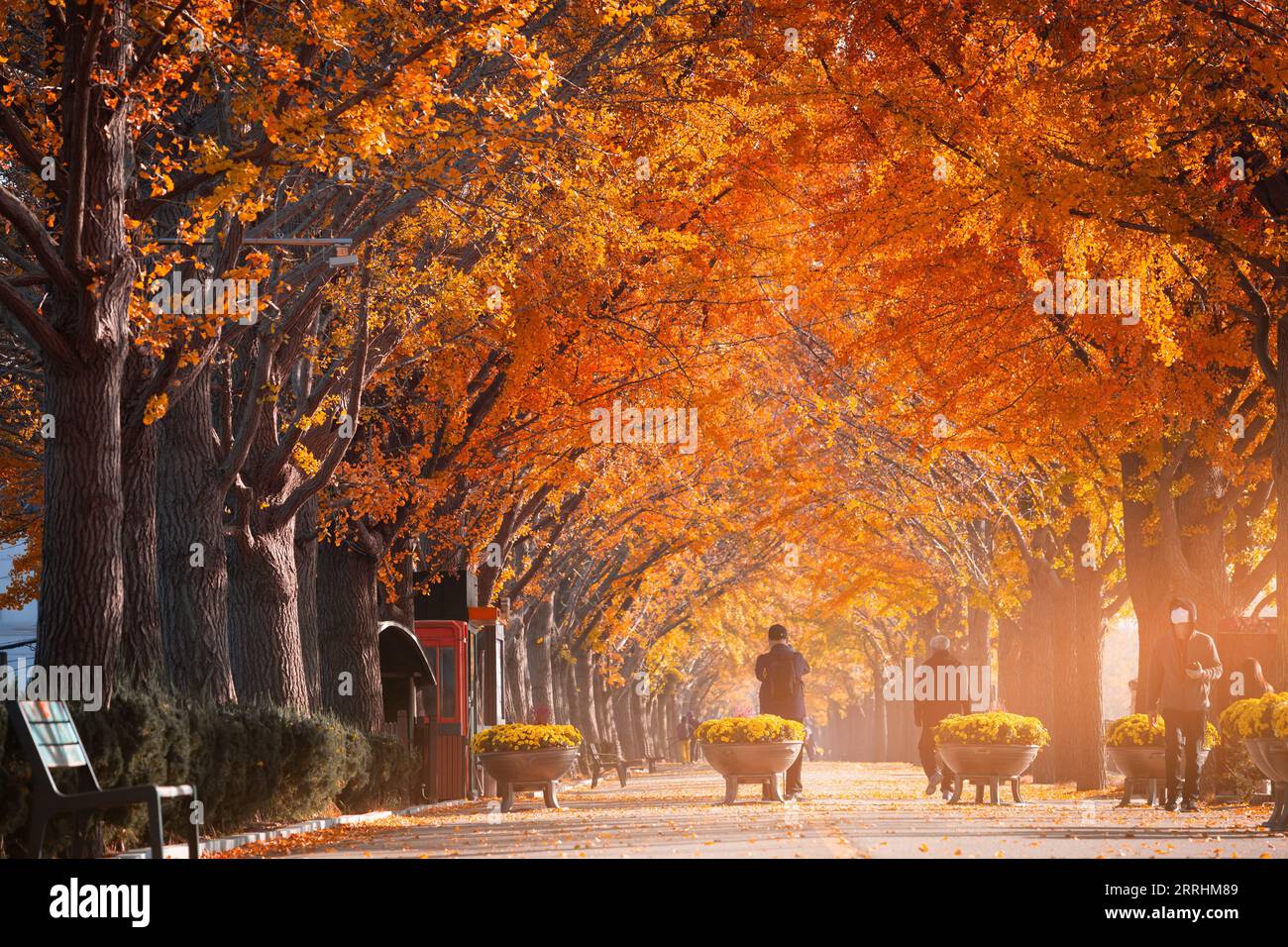 Tunnel autunnale degli alberi di ginkgo al mattino con foglie gialle accanto al torrente Gokkyocheon vicino ad Asan-si, in Corea Foto Stock