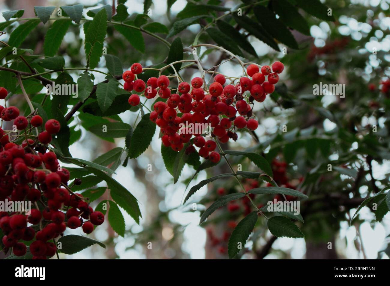 Rowan Tree con le bacche. Paesaggio autunnale. Bacche di Rowan e fogliame verde. Paesaggio forestale. Bellezza nella natura. Semi e foglie di Rowan. Foto Stock