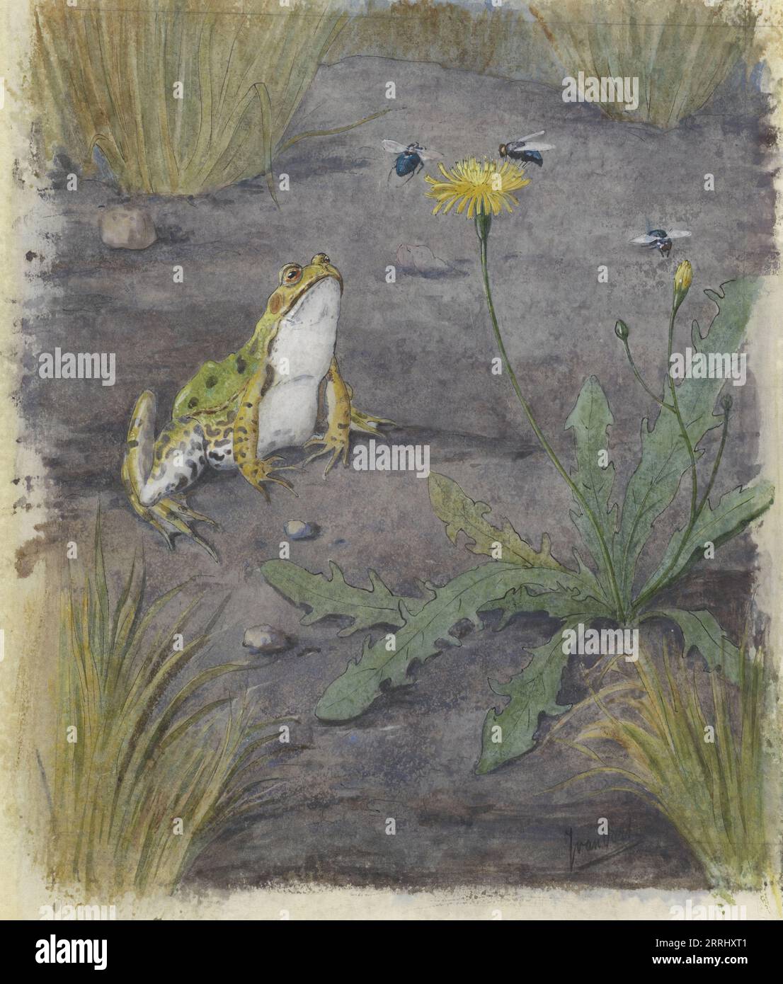 Frog by a Dandelion with Fly, c.1877-c.1938. Foto Stock