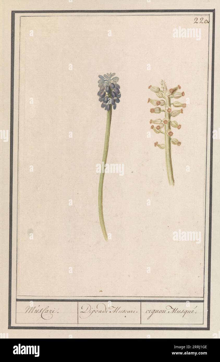 Giacinti di uva (Muscari botryoides), 1596-1610. Commissionato dall'imperatore Rodolfo II Foto Stock