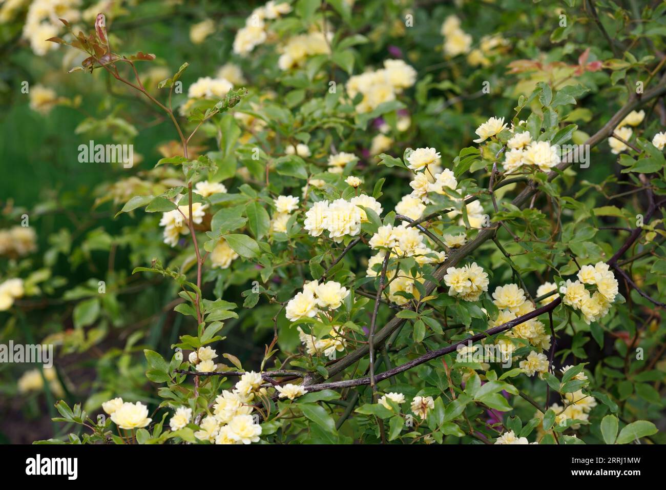 Rosa banksiae fiori. Foto Stock