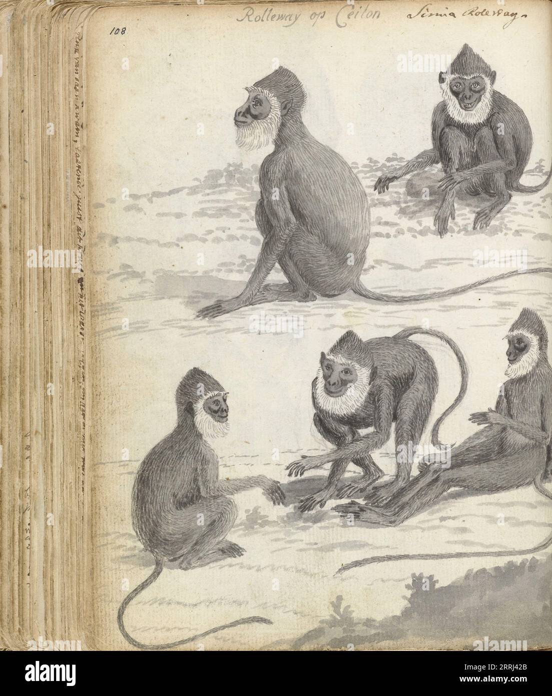 Scimmia Roloway (funivia Cercopithecus) a Ceylon, 1785-1786. Rolleway (scimmia grigia con barba bianca) in diverse posizioni. Con iscrizione. Parte del libro degli schizzi di Jan Brandes, dl. 1 (1808), pag. 108 e cfr. parte 2, pag. 145. Foto Stock