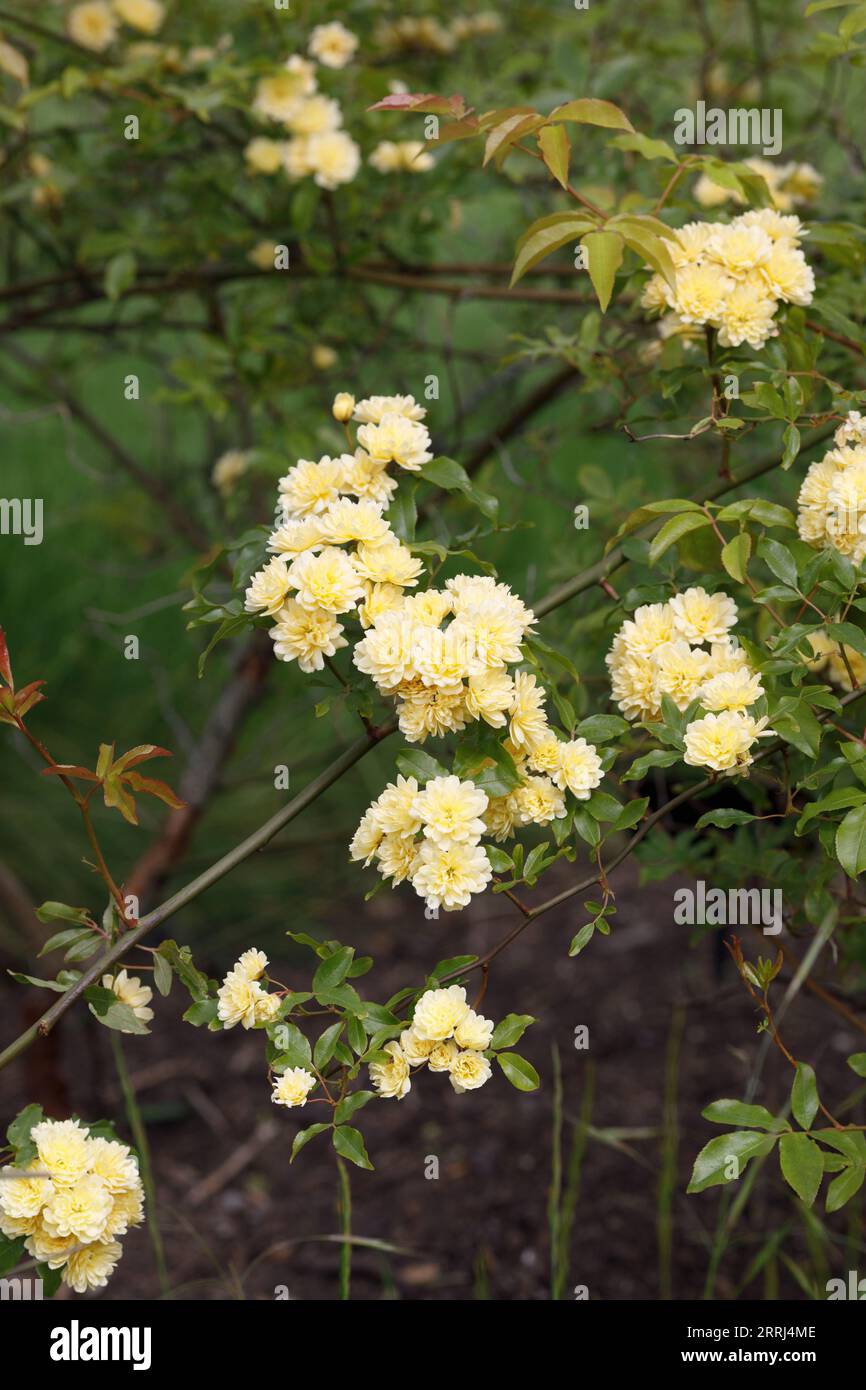 Rosa banksiae fiori. Foto Stock