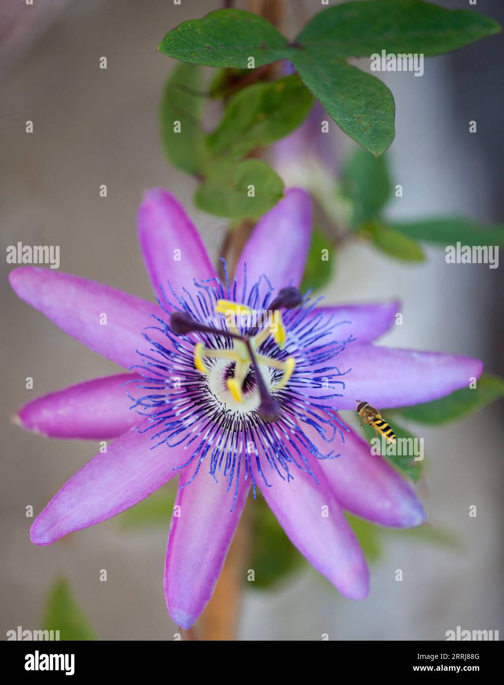 Surphus Ribessi Hoverfly che si accampa su un Fiore Passiflora Foto Stock