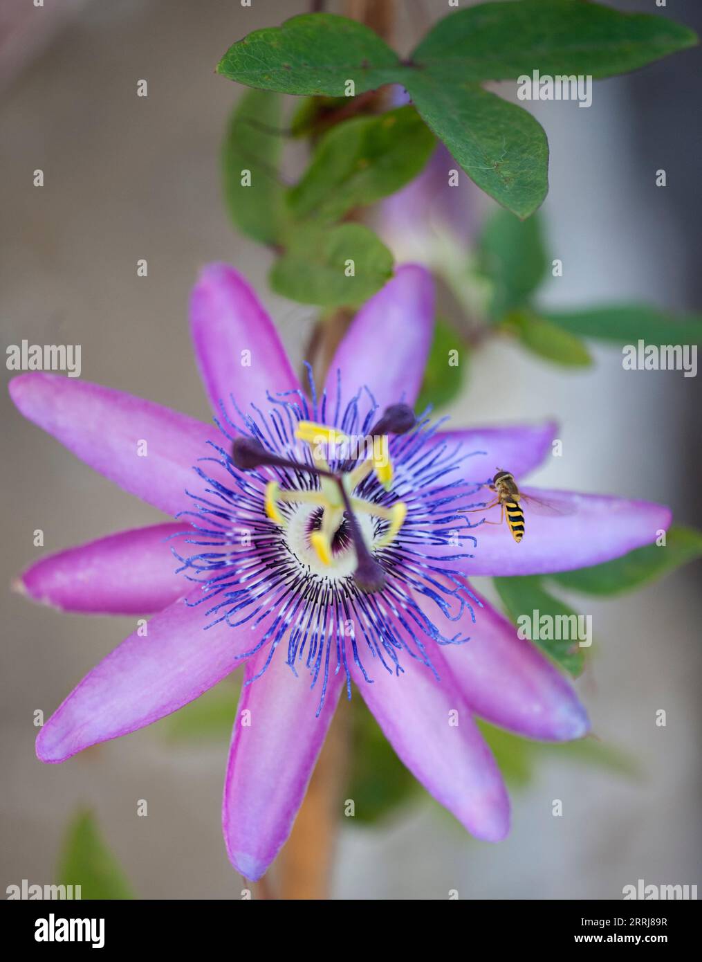 Surphus Ribessi Hoverfly che si accampa su un Fiore Passiflora Foto Stock