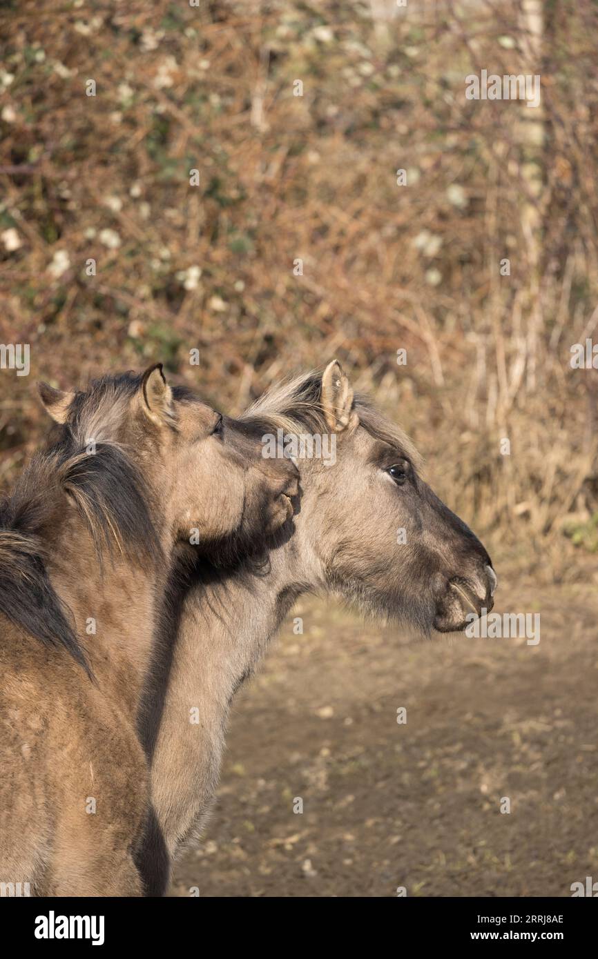 Selvaggio konik equino fauna selvatica Inghilterra all'aperto natura equina pony di mammiferi Foto Stock