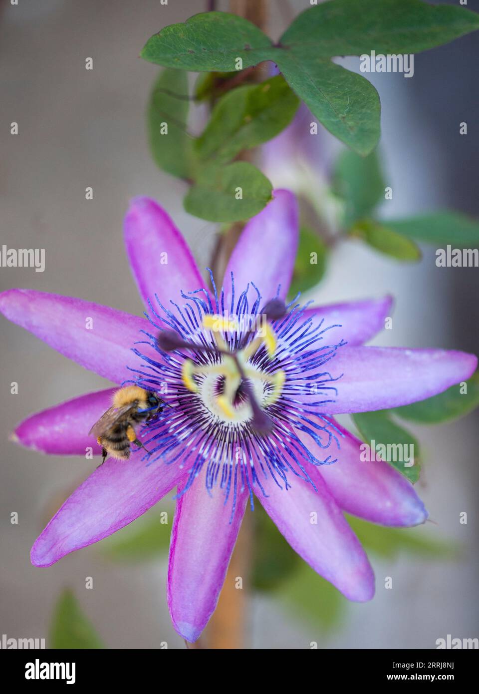 Un'ape Carder comune che si assesta su un Fiore Passiflora Foto Stock