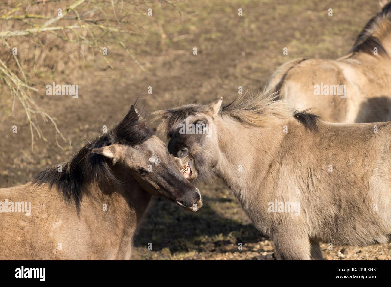 Selvaggio konik equino fauna selvatica Inghilterra all'aperto natura equina pony di mammiferi Foto Stock