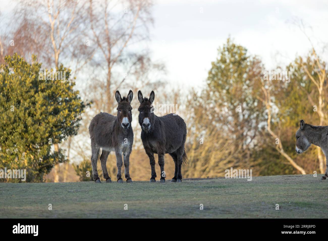 Asino cavallo equino nuova foresta selvaggia in libertà Inghilterra Gran Bretagna Regno Unito Foto Stock