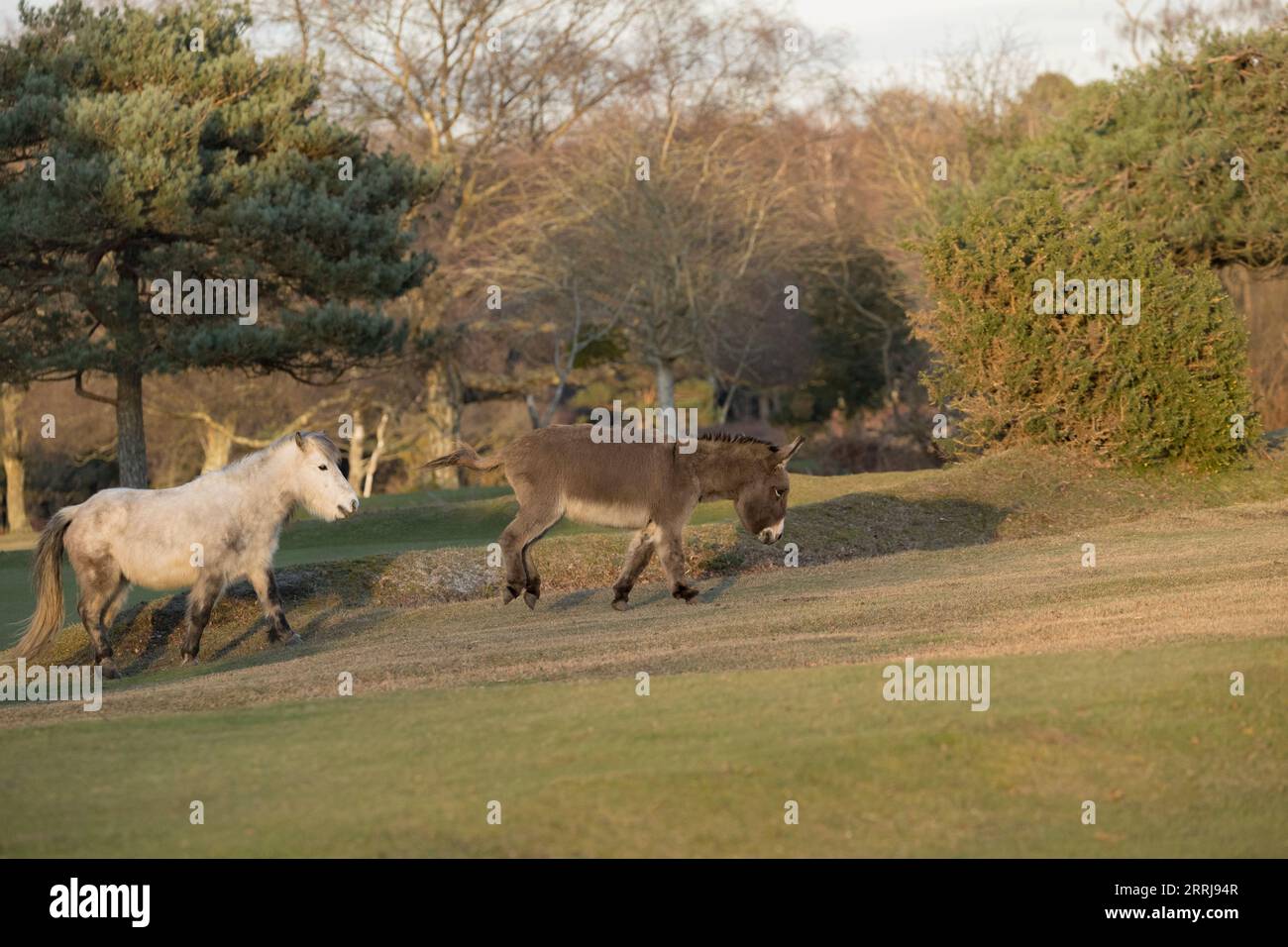 Asino cavallo equino nuova foresta selvaggia in libertà Inghilterra Gran Bretagna Regno Unito Foto Stock