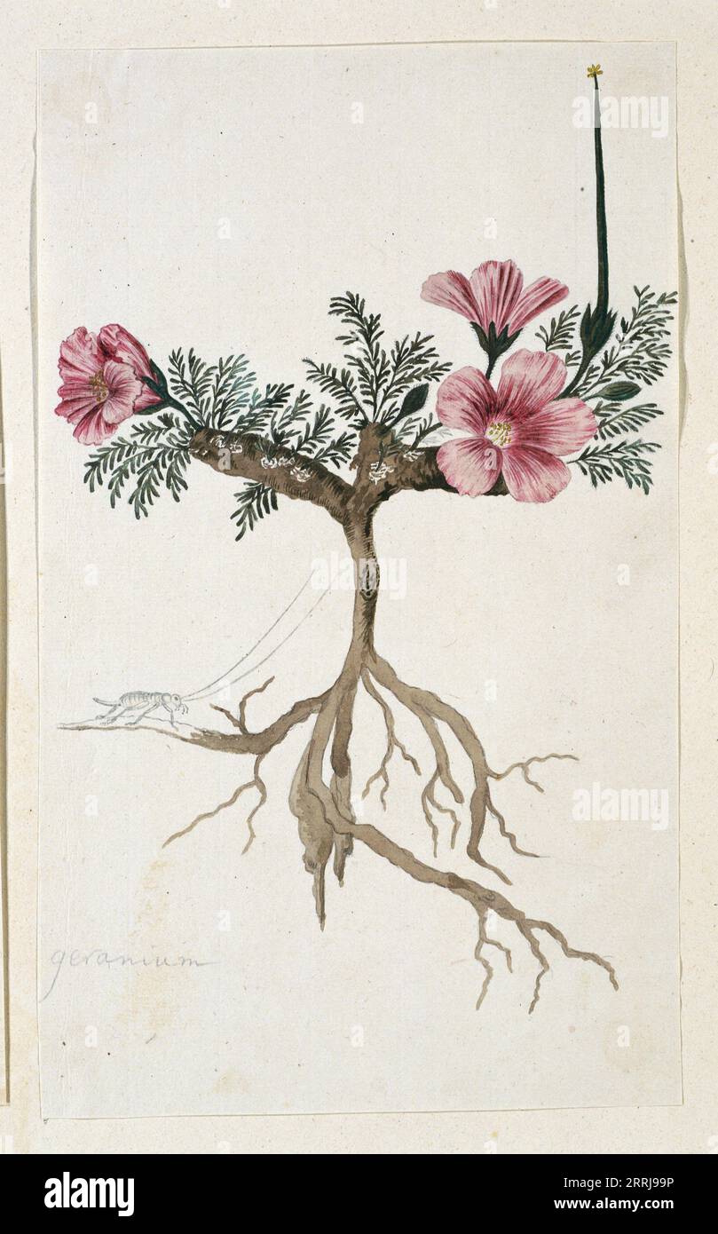 Monsonia multifidum E.Mey. Ex Kunth (con un insetto), 1777-1786. Foto Stock