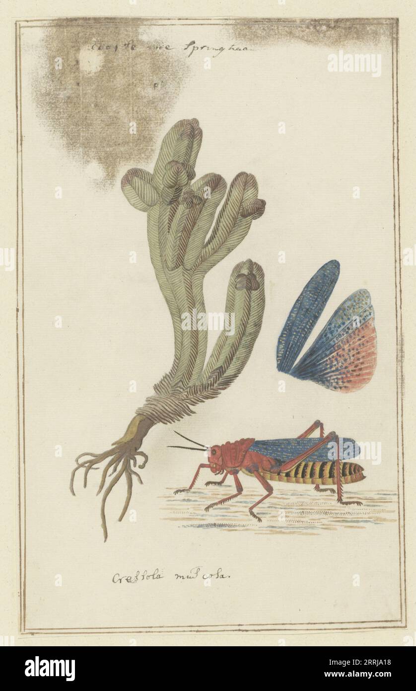 Crassula pyramidalis Thunb. (Pagoda mini giada) e un Dictyophorus spumans (Koppie foam grasshopper), 1777-1786. Foto Stock