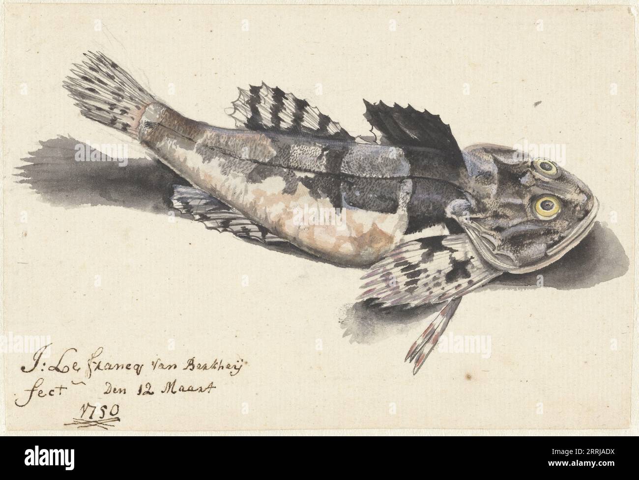 Sea bullhead, 1750. Foto Stock