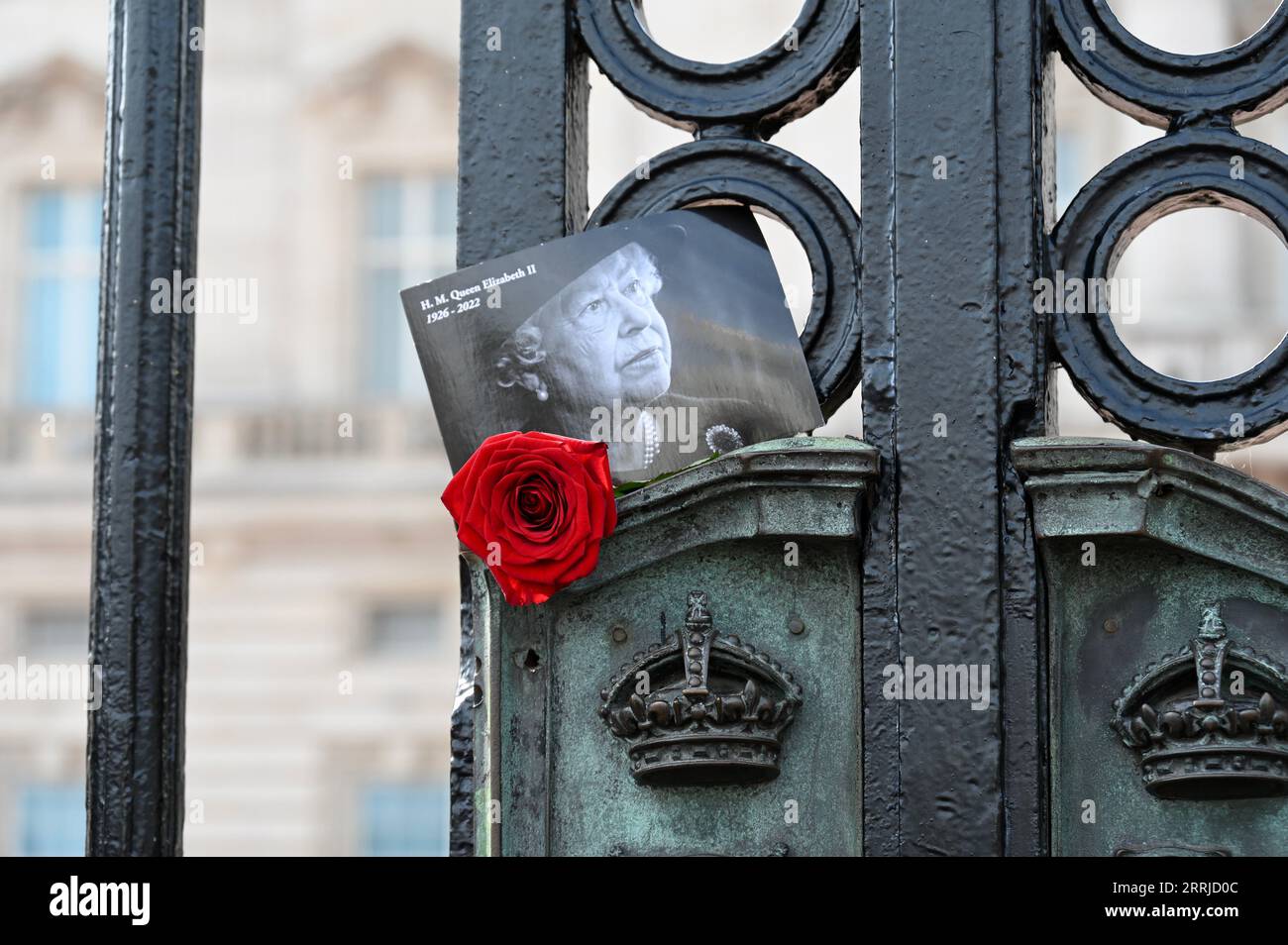 Londra, Regno Unito. Una singola rosa rossa è stata posta nelle porte del Palazzo in memoria di sua maestà. Il primo anniversario della morte della regina Elisabetta II, Buckingham Palace, Londra. Le commemorazioni erano di scarsa importanza con re Carlo, che è a Balmoral, che oggi non ha preso parte ad alcun impegno ufficiale. Crediti: michael melia/Alamy Live News Foto Stock