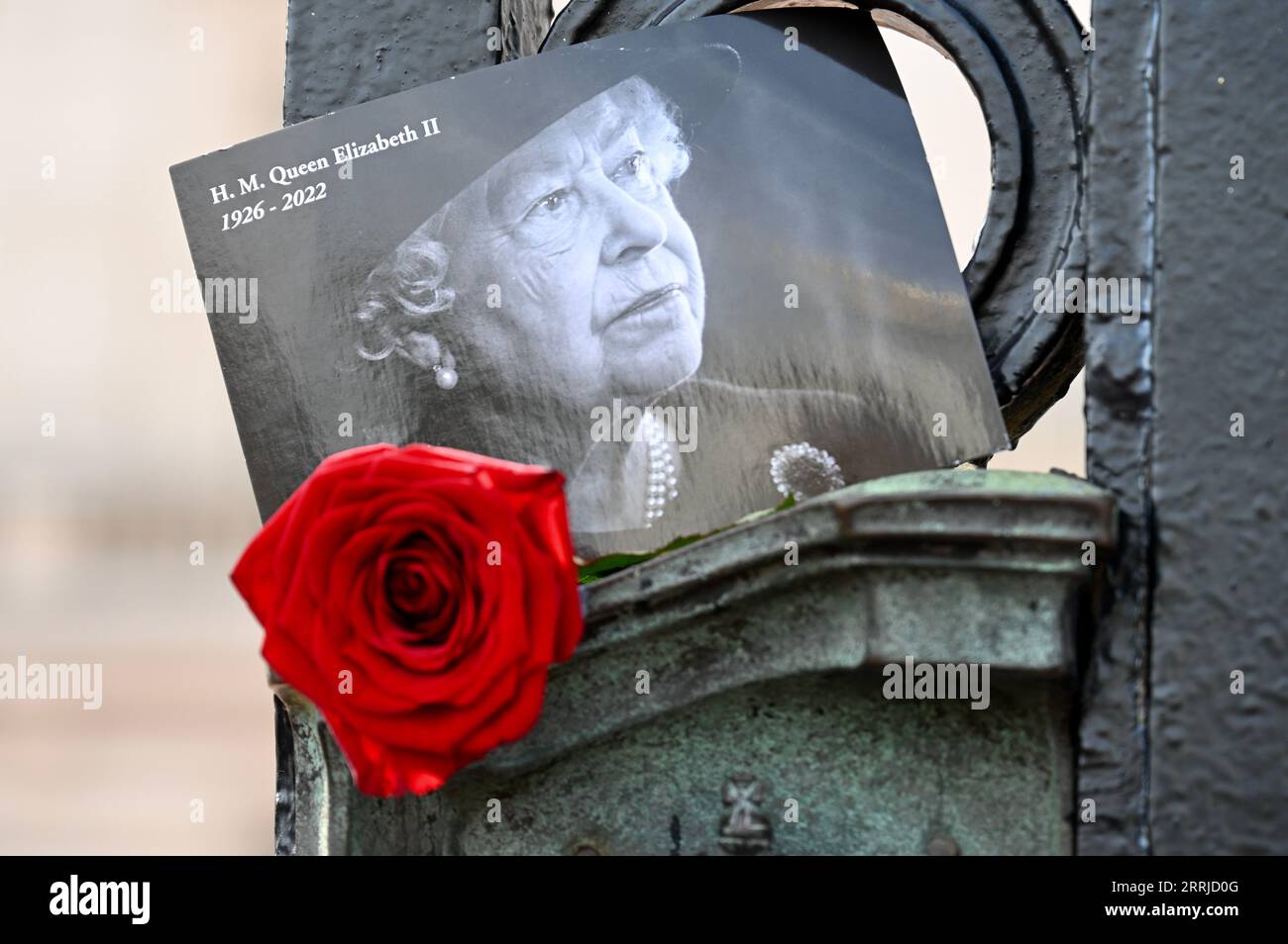 Londra, Regno Unito. Una singola rosa rossa è stata posta nelle porte del Palazzo in memoria di sua maestà. Il primo anniversario della morte della regina Elisabetta II, Buckingham Palace, Londra. Le commemorazioni erano di scarsa importanza con re Carlo, che è a Balmoral, che oggi non ha preso parte ad alcun impegno ufficiale. Crediti: michael melia/Alamy Live News Foto Stock