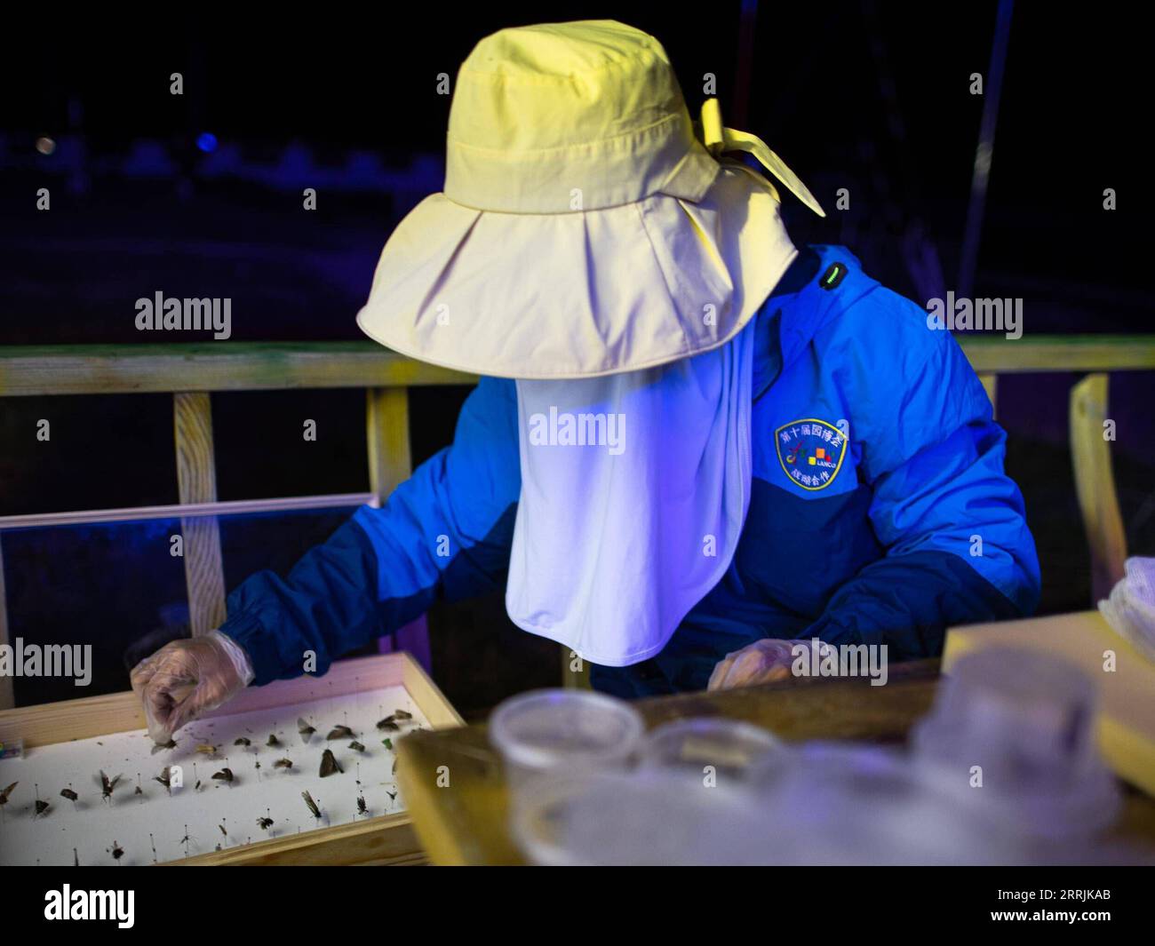 220727 -- YUSHU, 27 luglio 2022 -- fan Yadong, membro di una spedizione scientifica, produce esemplari di insetti nella provincia del Qinghai della Cina nord-occidentale, 24 luglio 2022. Gli scienziati cinesi hanno lanciato una spedizione domenica nelle regioni d'acqua dei fiumi Yangtze e Lancang nella provincia del Qinghai della Cina nord-occidentale, per indagare sulle risorse idriche delle regioni e sull'ambiente ecologico. Zhang Guoyue e fan Yadong sono due membri femminili della squadra di spedizione scientifica. Per adempiere ai loro doveri di cacciatori di insetti per il bene dell'indagine sulla biodiversità, Zhang e fan devono lavorare giorno e notte nel Foto Stock