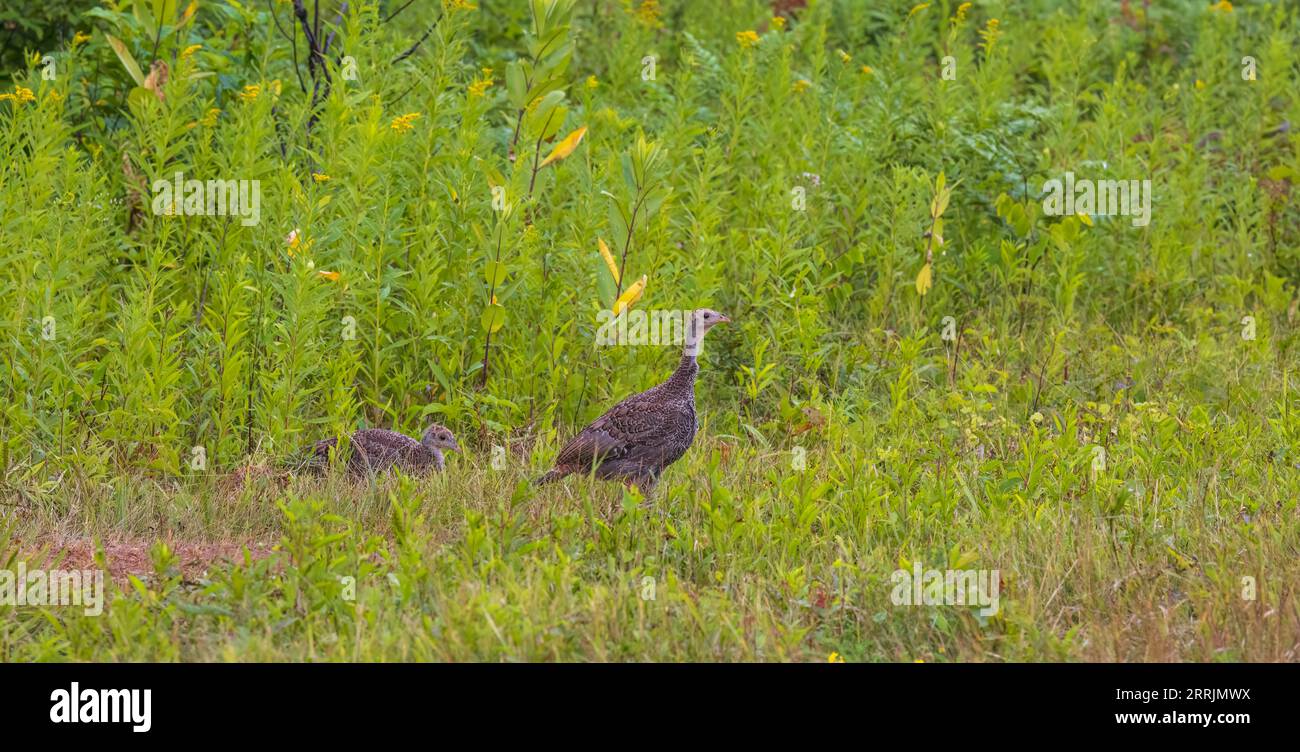 tacchino selvatico nel Wisconsin settentrionale. Foto Stock