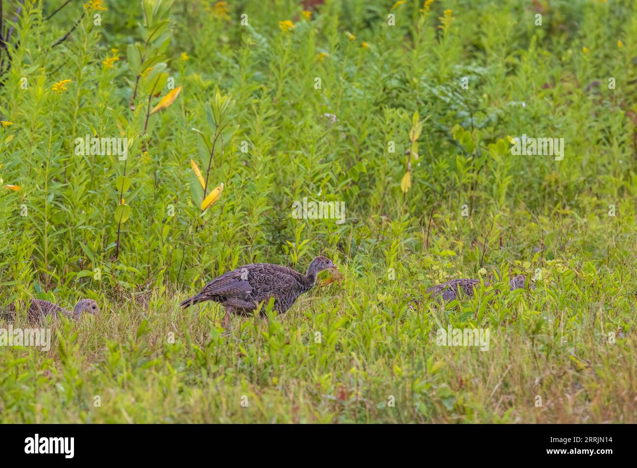 tacchino selvatico nel Wisconsin settentrionale. Foto Stock