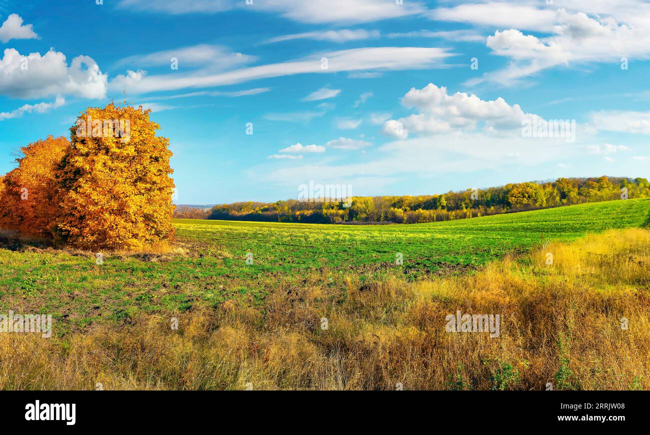 Strada in un campo d'autunno colorato in giornata di sole Foto Stock
