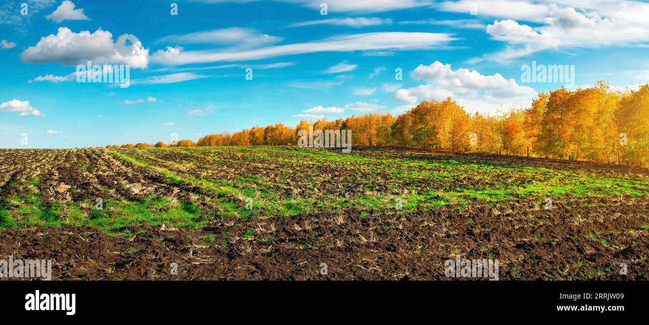 Strada in un campo d'autunno colorato in giornata di sole Foto Stock