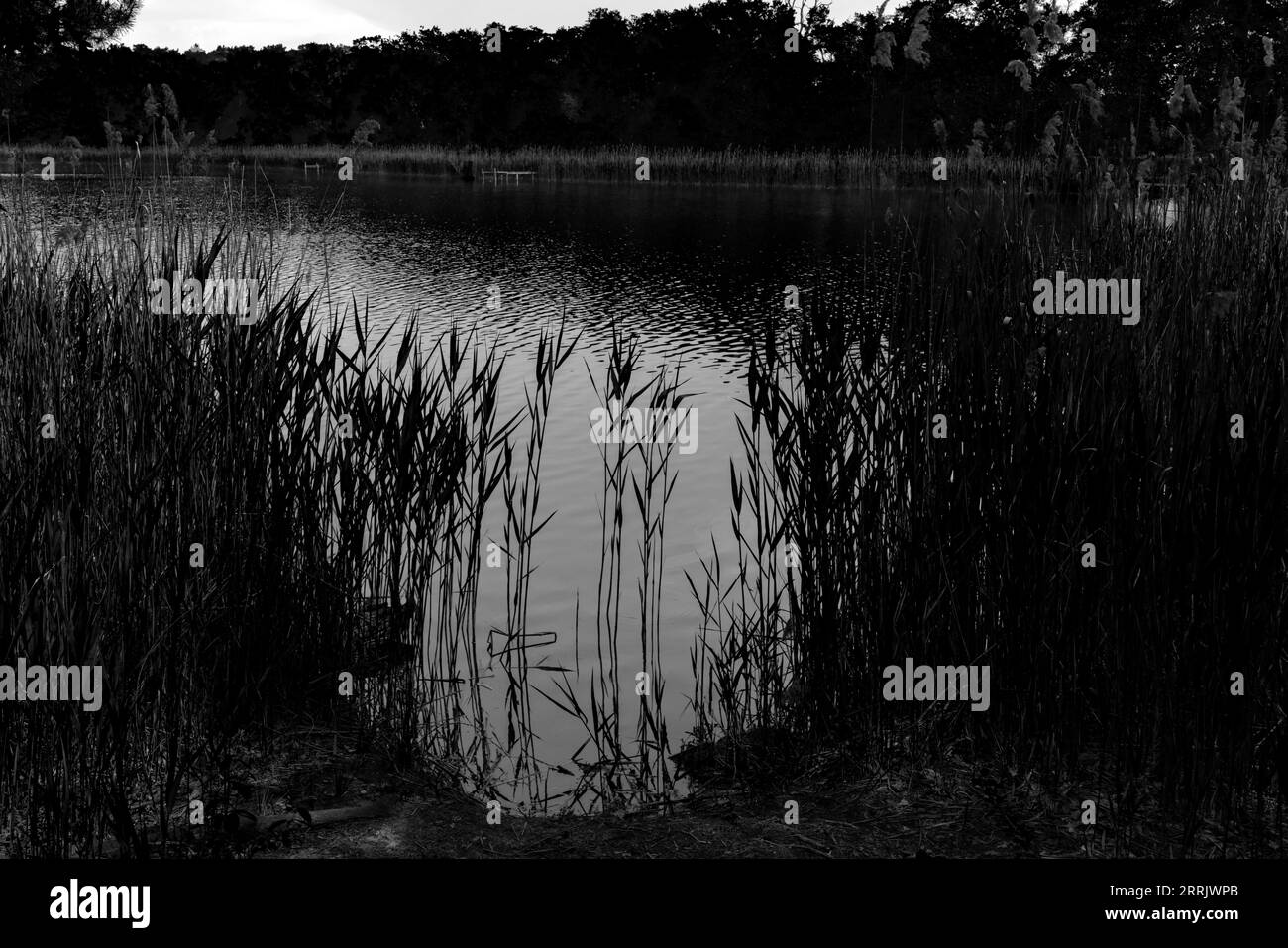 Il piccolo lago Holbecker nel Brandeburgo, in Germania, crescono canne sulla riva del lago, bianche e nere Foto Stock