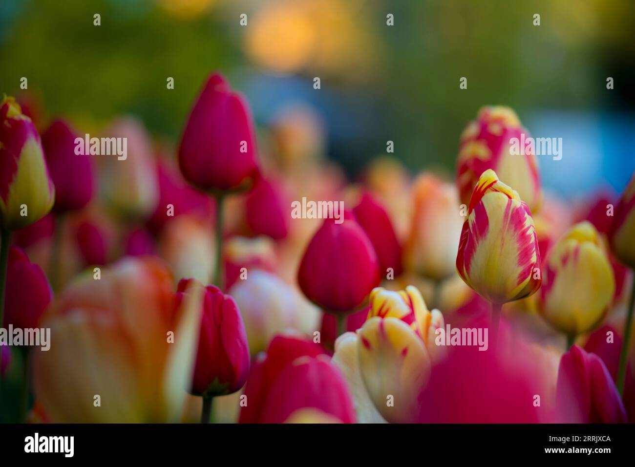Foto della natura, letto tulipano Foto Stock