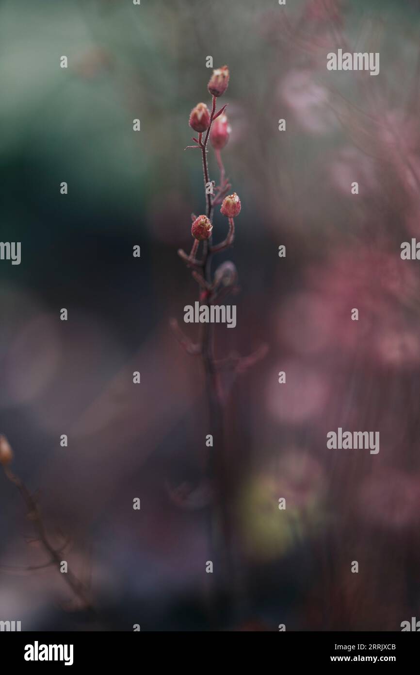 foto della natura, piante, fiori, primo piano, bokeh Foto Stock