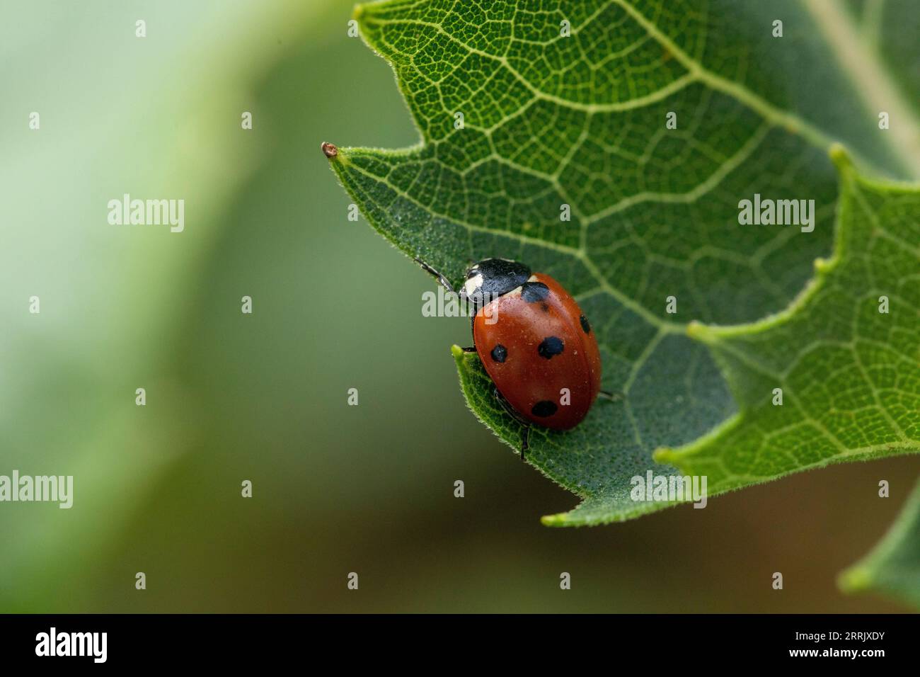 Ladybug su una foglia Foto Stock