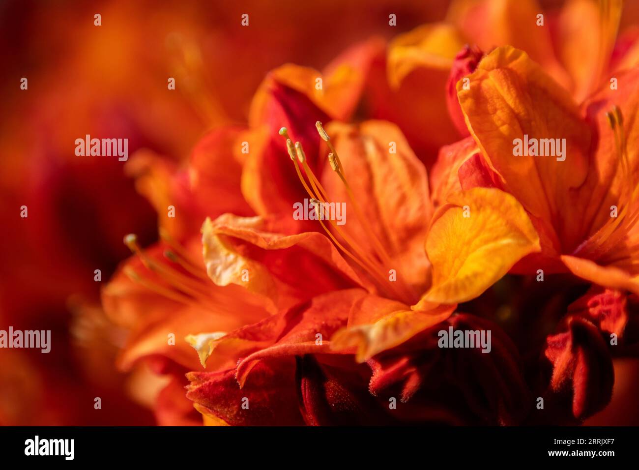 Foto della natura, fiori di azalea arancioni, primo piano Foto Stock