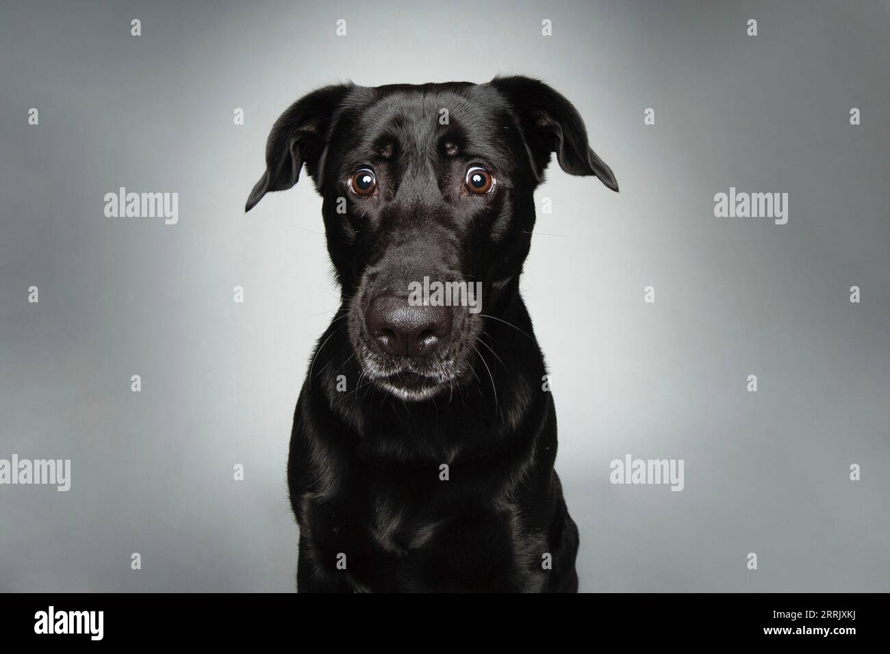 Black Labrador in studio fotografico Foto Stock