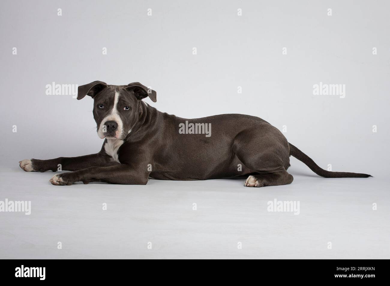 American Staffordshire Terrier in studio fotografico Foto Stock