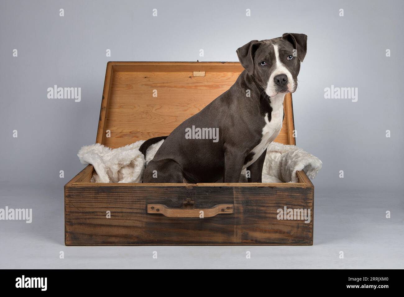 American Staffordshire Terrier in studio fotografico Foto Stock