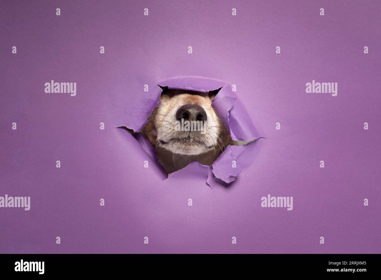 Jack Russell Terrier, in studio, fa passare il muso attraverso un muro di carta viola Foto Stock