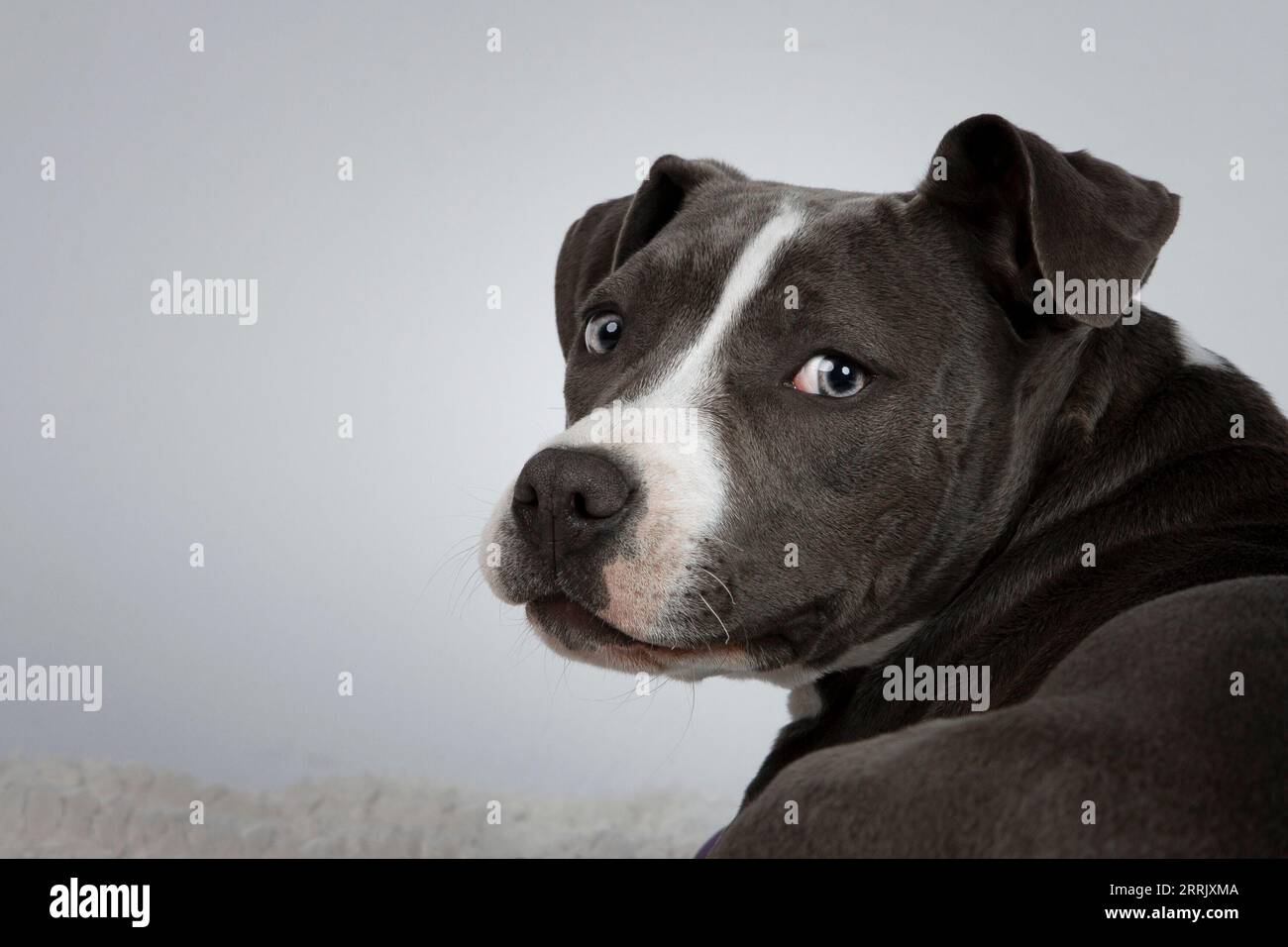 American Staffordshire Terrier in studio fotografico Foto Stock