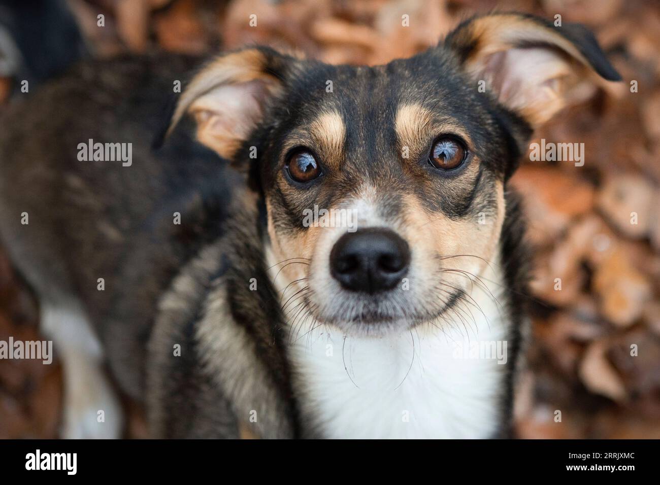 Cani di razza mista in natura Foto Stock