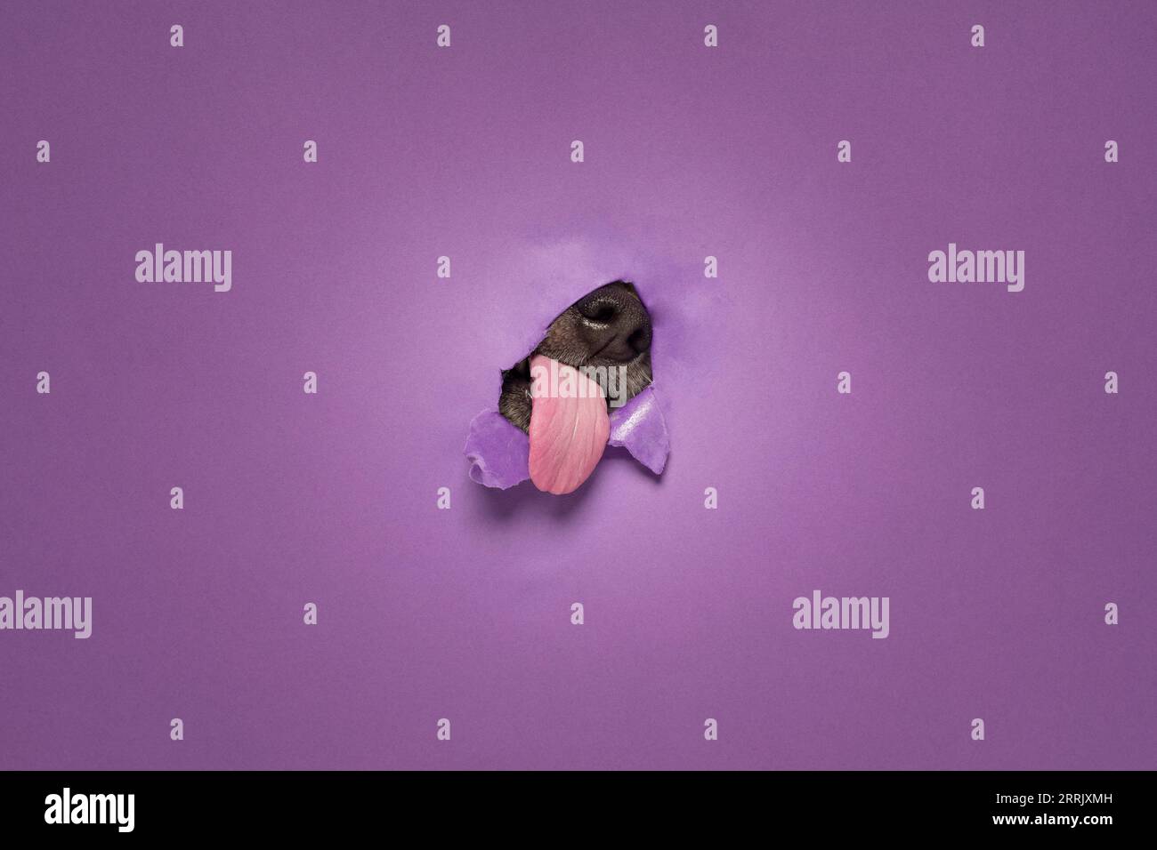 Jack Russell Terrier in studio, infila la lingua attraverso il muro di carta viola Foto Stock