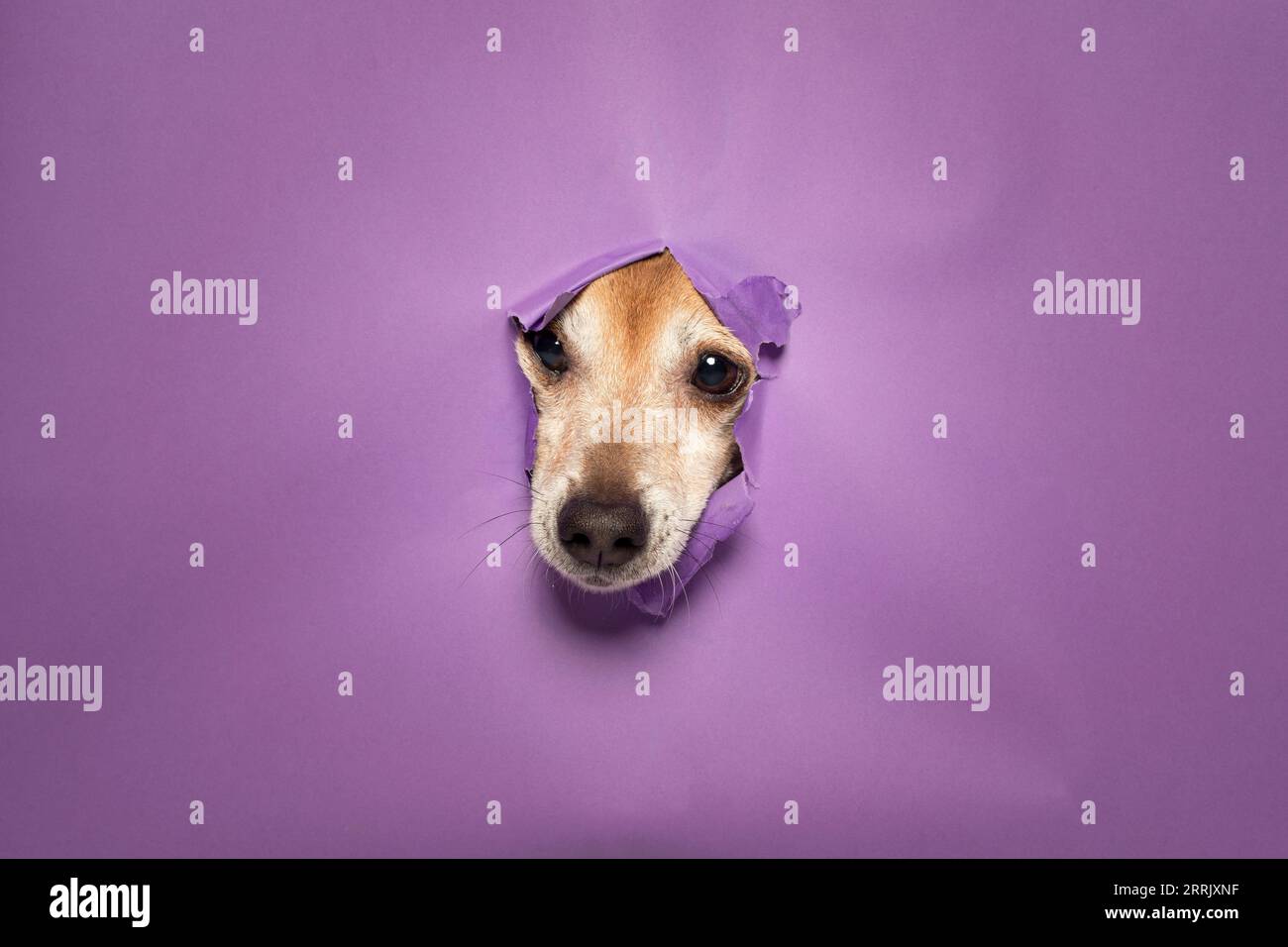 Jack Russell Terrier, in studio, fa passare il muso attraverso un muro di carta viola Foto Stock