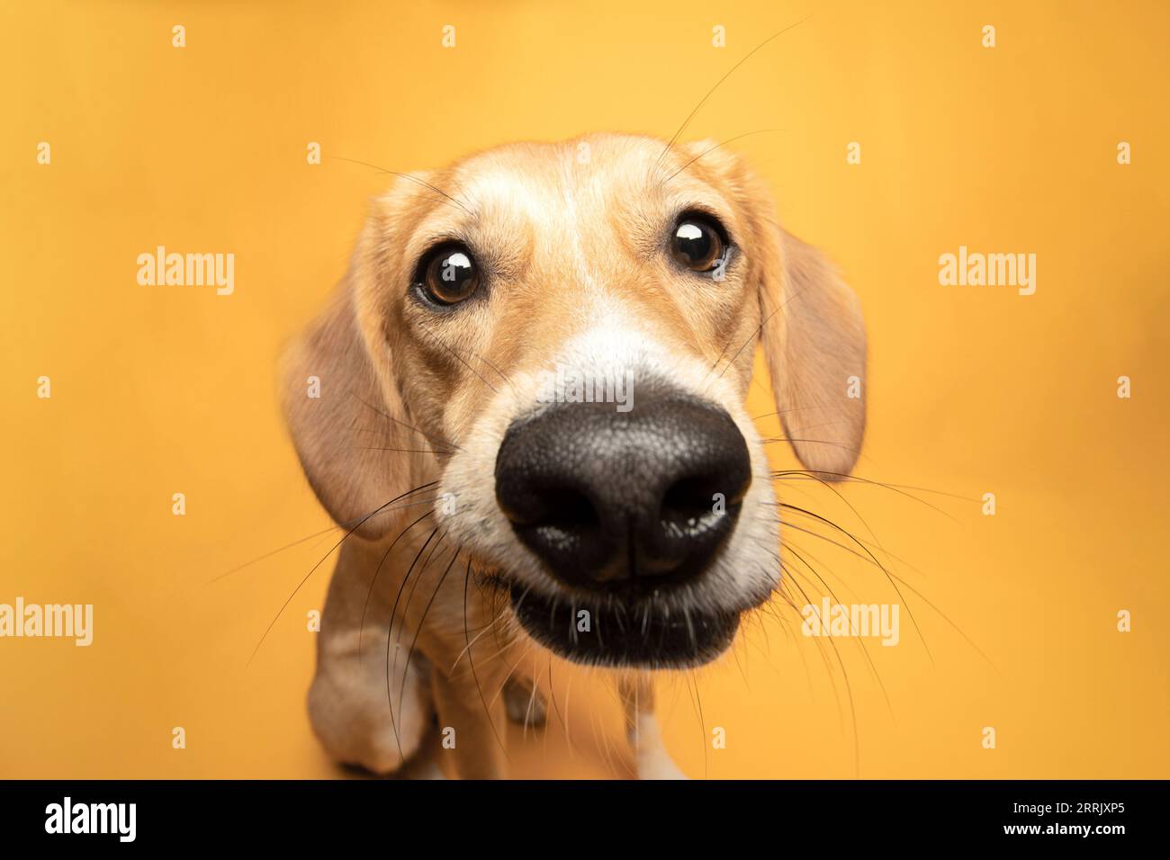 Cani per il benessere degli animali in studio Foto Stock