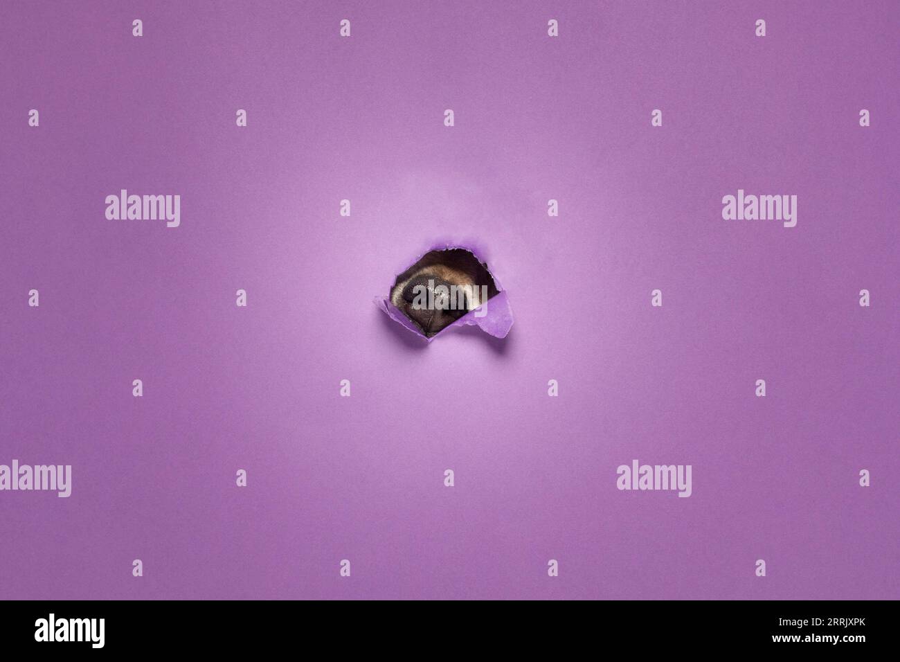 Jack Russell Terrier, in studio, fa passare il muso attraverso un muro di carta viola Foto Stock