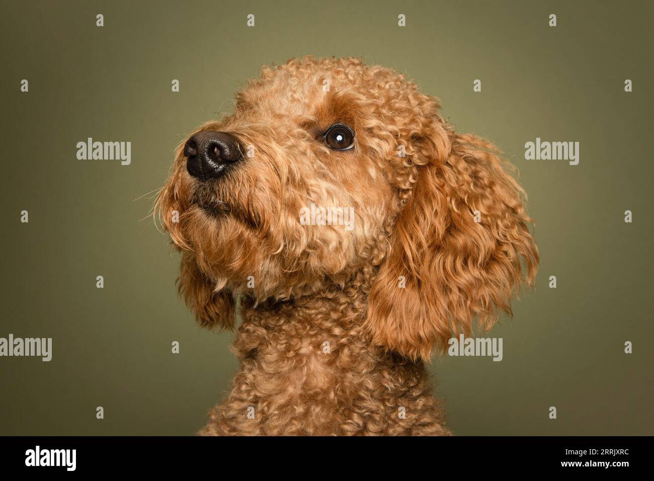 Cane riccio in studio fotografico Foto Stock