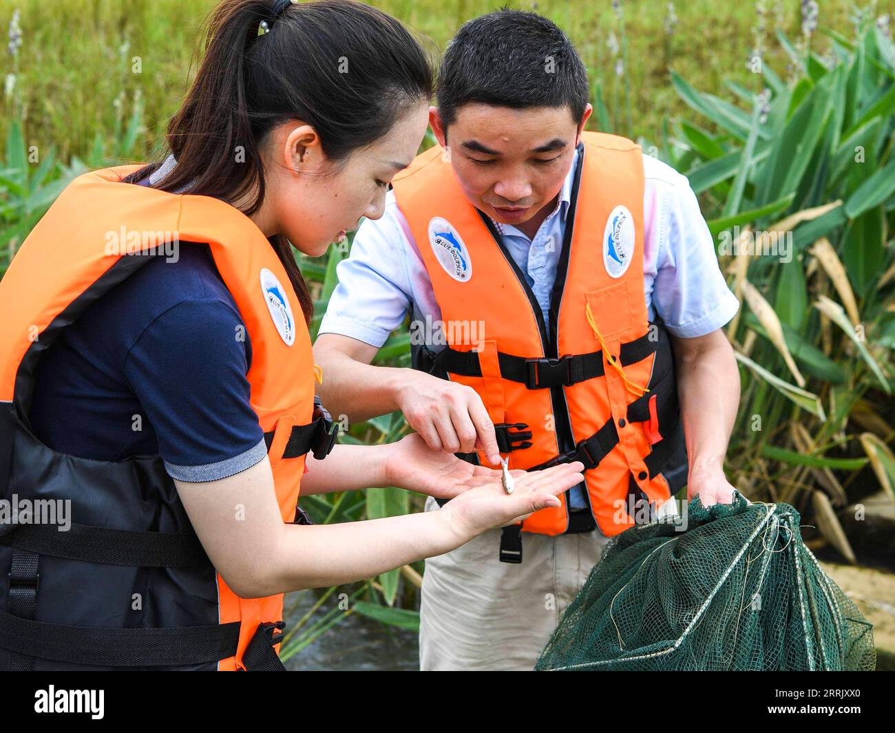 220812 -- NANNING, 12 agosto 2022 -- i ricercatori controllano la frittura di pesce nel progetto di conservazione dell'acqua della gola di Dateng nella città di Guiping, nella regione autonoma del Guangxi Zhuang, nella Cina meridionale, 10 agosto 2022. Situato nella città di Guiping, il progetto in costruzione è stato progettato per molteplici scopi, tra cui il controllo delle inondazioni, la navigazione, la generazione di energia e l'irrigazione. Il progetto idroelettrico è costruito sulla zona che è un importante habitat ittico a causa delle sue complesse condizioni di flusso. Per non disturbare i pesci dalla migrazione alla riproduzione, era stato progettato un raro doppio tipo di vie di pesca sia per la diga principale che per quella ausiliaria Foto Stock