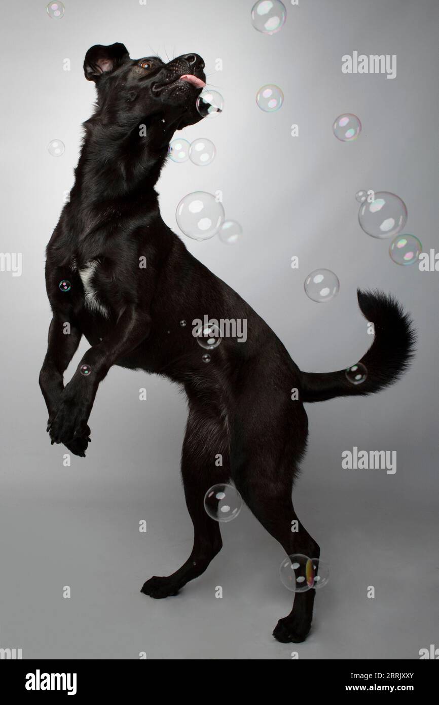 Black Labrador in studio fotografico Foto Stock