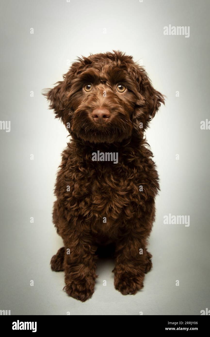 Cockapoo in studio fotografico Foto Stock