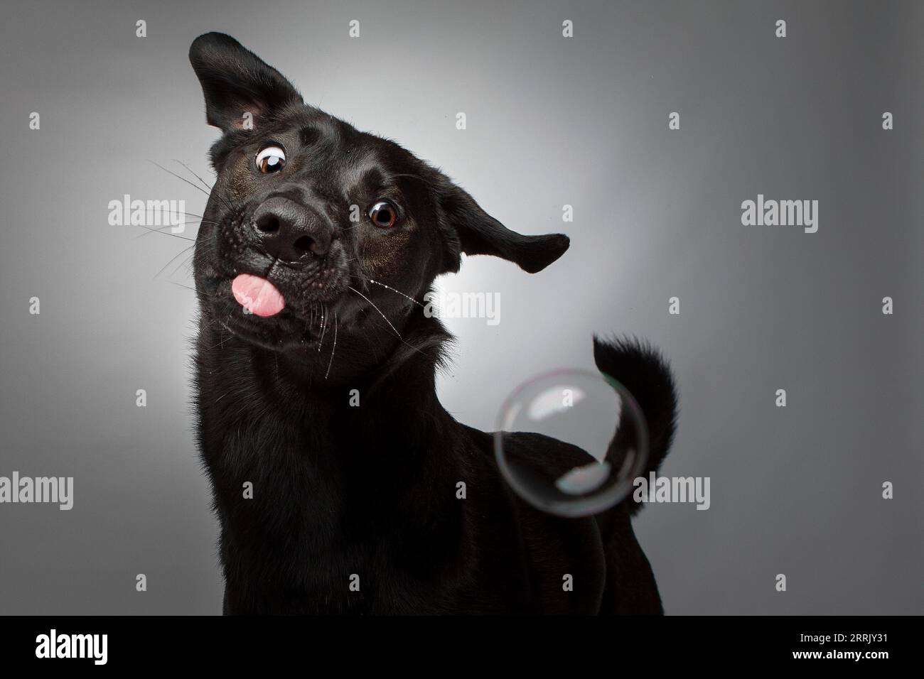 Black Labrador in studio fotografico Foto Stock