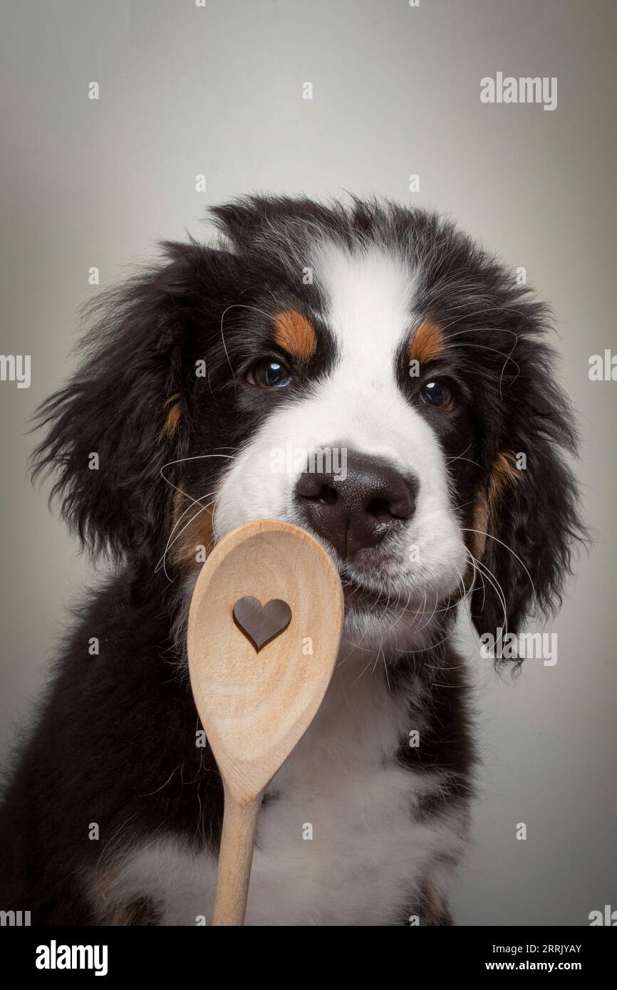 Cucciolo di latte di montagna bernese in studio fotografico Foto Stock