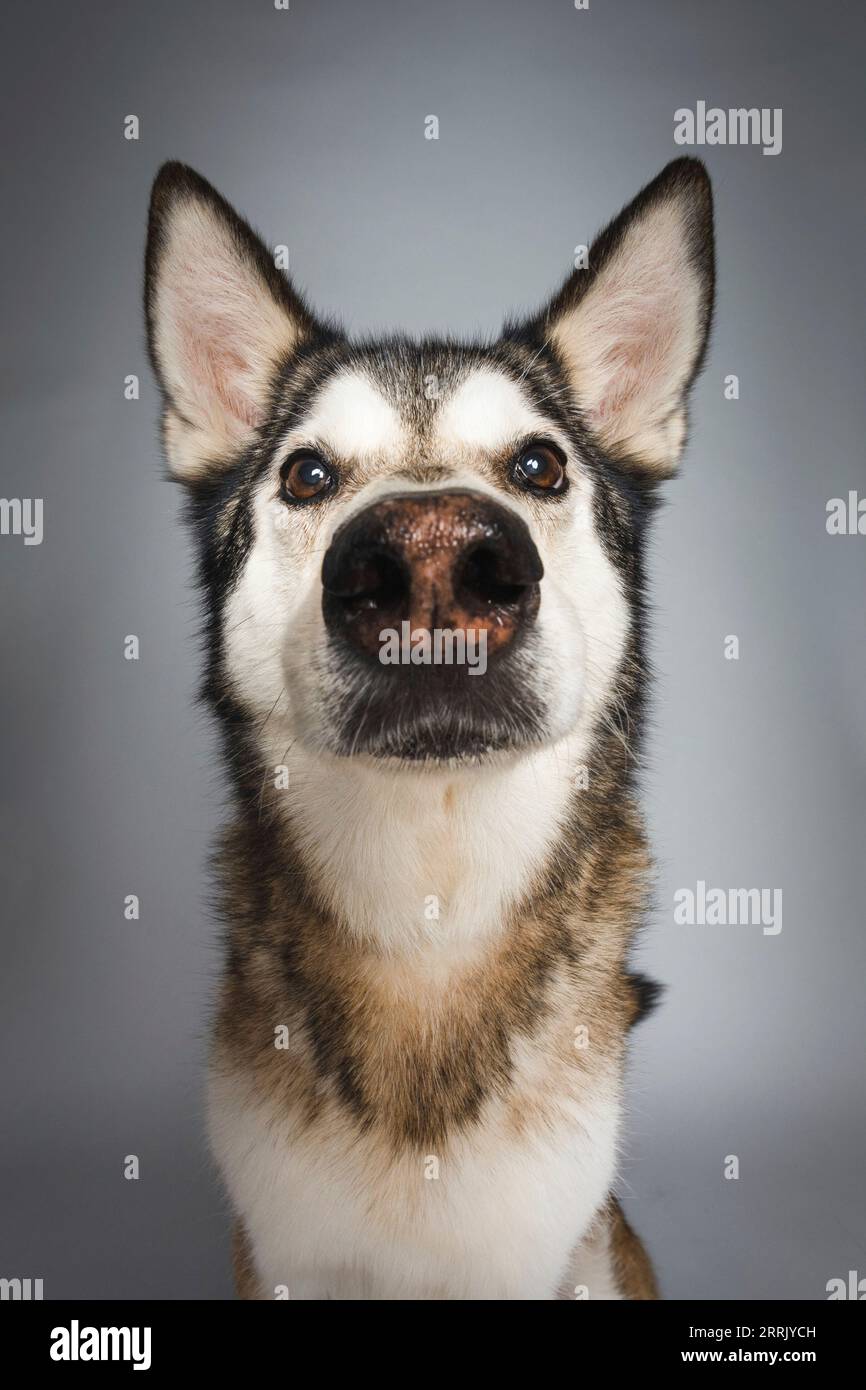 Siberia husky in studio fotografico Foto Stock