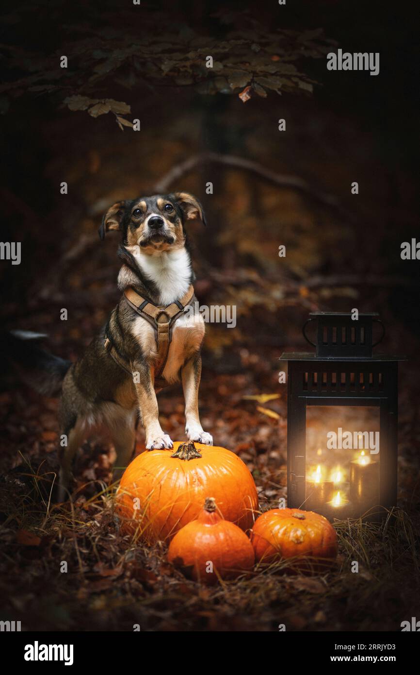 cane per il benessere degli animali nella foresta autunnale, zucche, lanterna Foto Stock