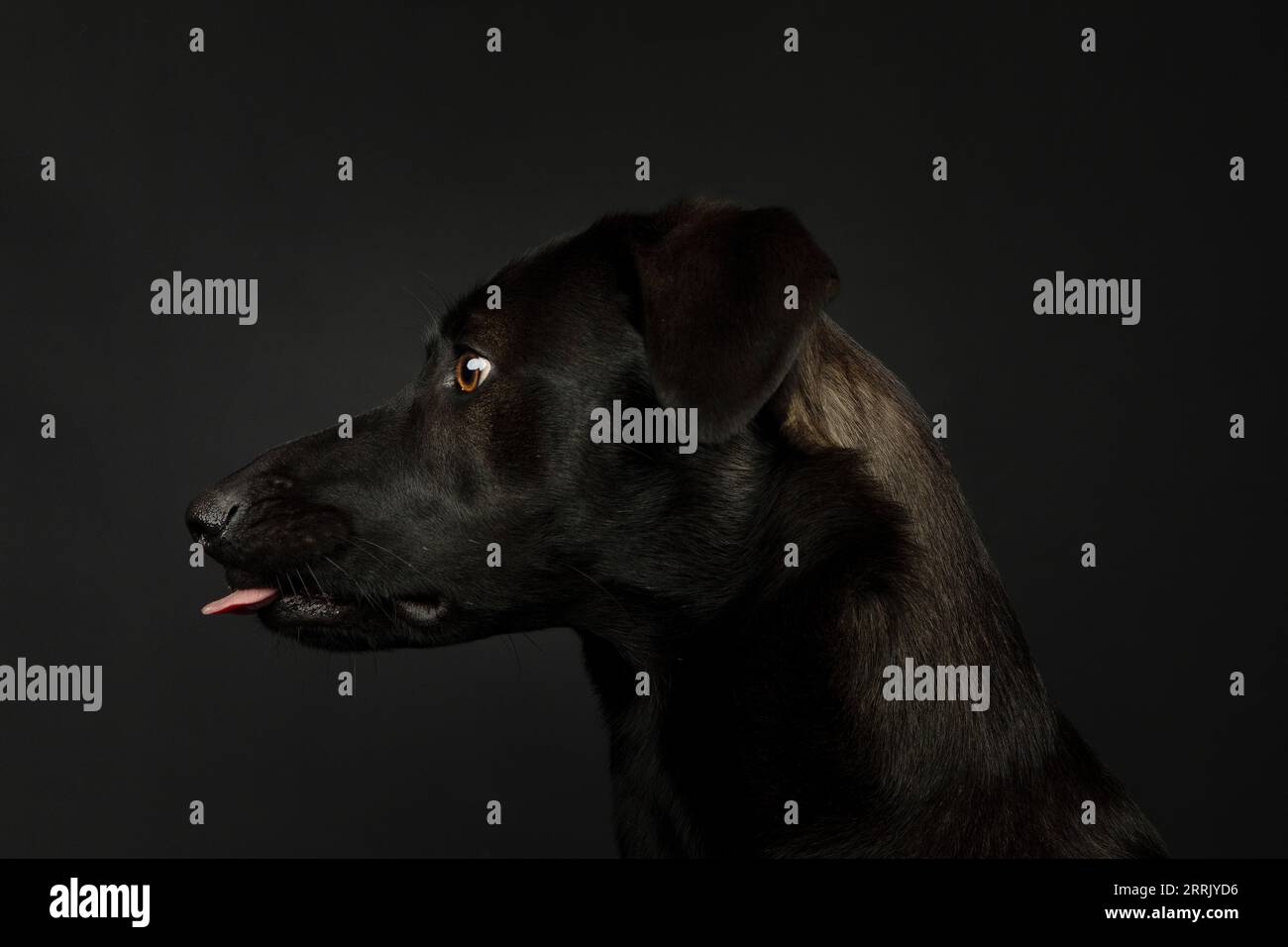 Cane per il benessere degli animali in studio, staglia fuori la lingua, ritratto, lateralmente Foto Stock